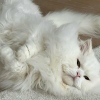 Анна Анна