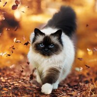 Полина Алексеевна