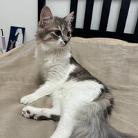 Анна Мащенко